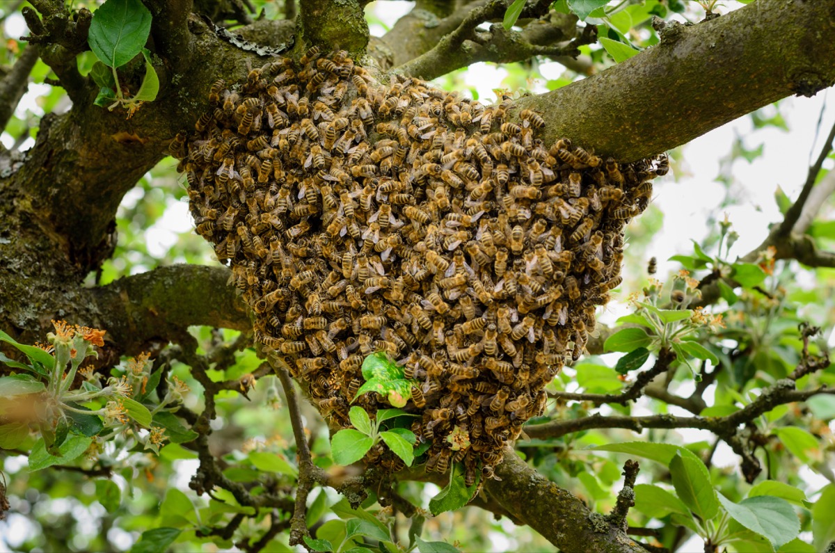 Honey on sale bee house