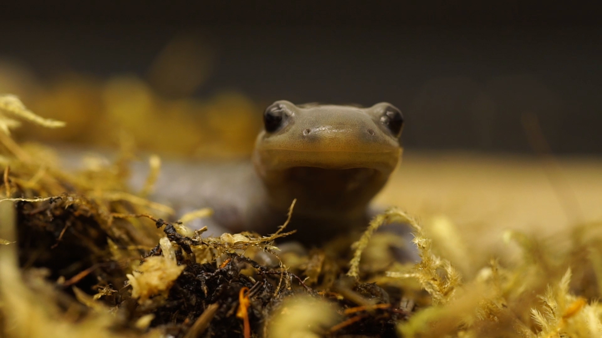 The Unisexuals A Story of Salamanders and Sex