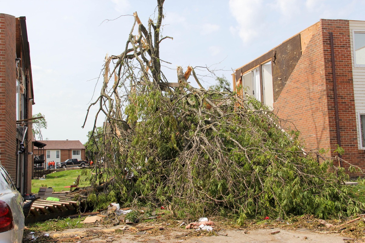 A tree snapped in half between two damaged buildings