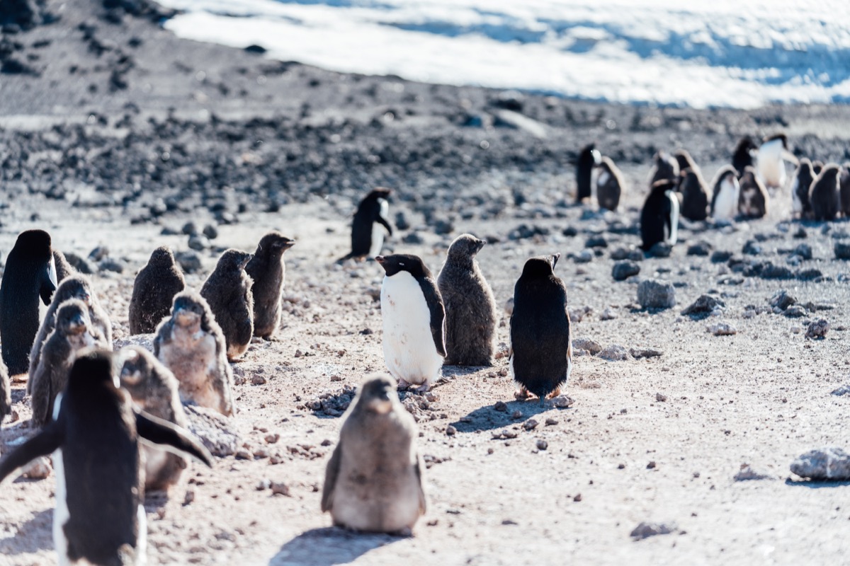 a bunch of short fluffy penguins on a bright day in antarctica