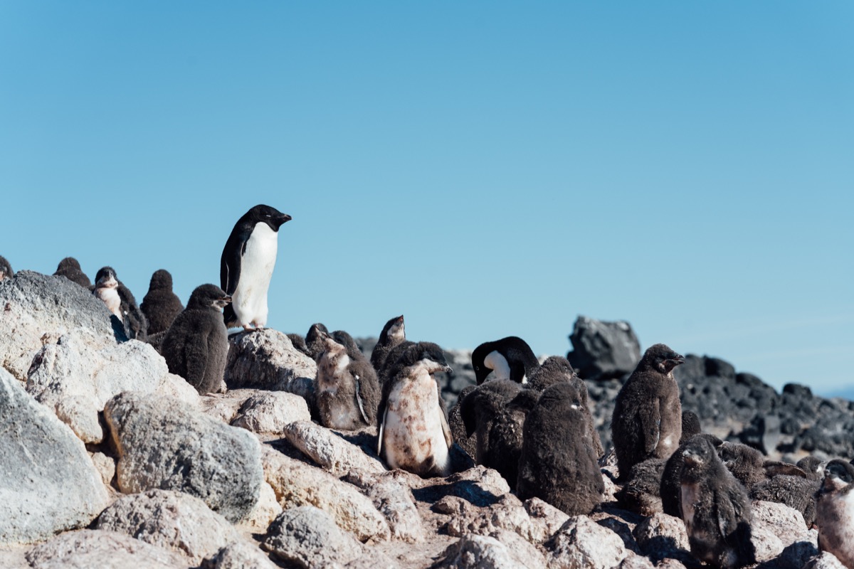 a group of penguins on a rocky incline. one stands up higher on the rock showing off its great profile