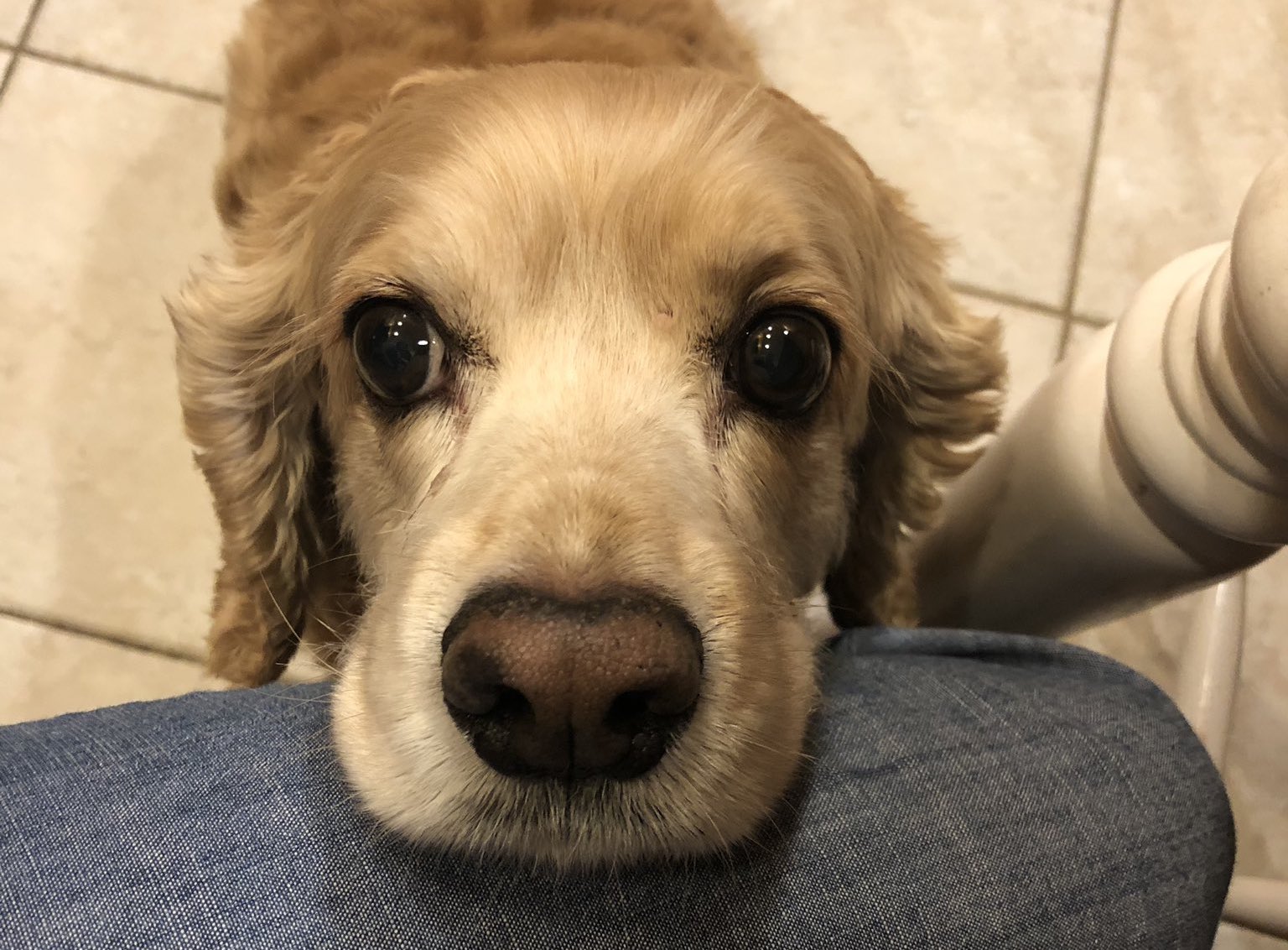 a dog rests its head on someone's knee, looking into the camera with its deep, begging, and impossible-to-ignore eyes