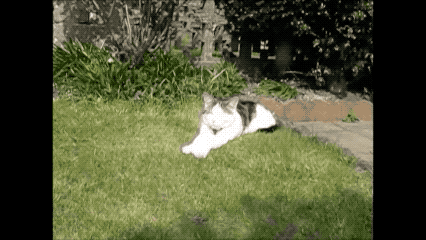 white cat lounges in the sun and grass with a black boxy catcam around its neck