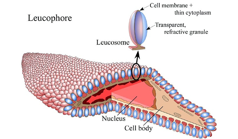an illustration of a leucophore. pink little oval spheres cover an amorphous blob. the leucosome is one of those pink buds surrounding the blob. inside the blob is a cutaway of the diagram to show the nucleus and cell body