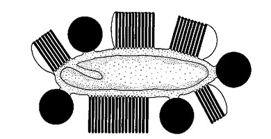 an illustration of a cell like structure that is a long oval surrounded by five darker pancake stack structures, or various thickness. there are also four black dots protruding off the long oval. in the left are the words "squid iridophore" and on the right a scale bar that says "2 micrometers"