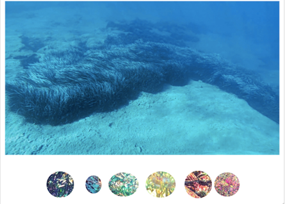 an image of a seafloor with lush thick seaweed. below are the six colorful circles