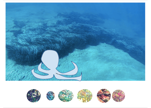 an image of lush seafloor and a rough line drawing of an octopus. six colorful circles are below it