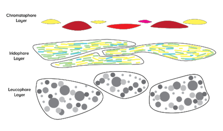 three different illustrations: on top, "chromatophore layer" shows several thin oval shapes that are colored, red, yellow, pink, and orange; the second layer is "iridophore layer" which are amorphous blobs that fit together more like a puzzle. they are colored with different lines of blue, green, and yellow. the third and last illustration is the "leucophore layer" which are larger rounder blobs colored with different shades of grayish purple