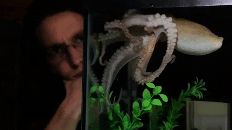 an animated gif of a small octopus in a tank moving gracefully and slowly through the water, moving its nimble arms. there is a scientist with glasses in the background looking at the tank and octopus