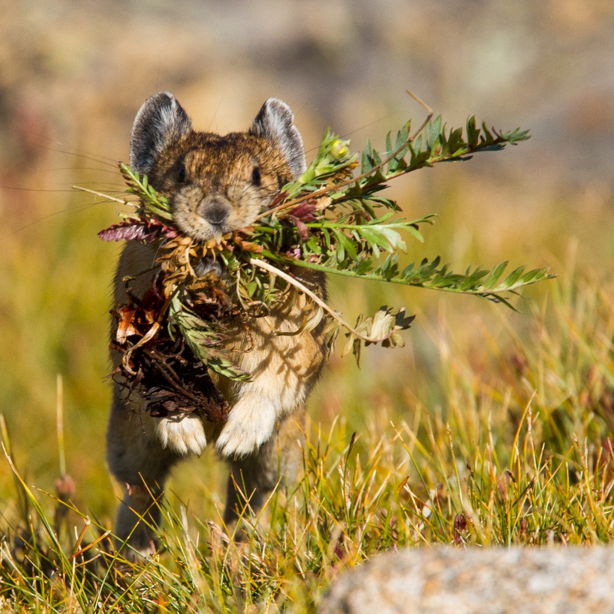 straight-on shot of a pika mid-leap running through golden grass with a mouthful of flowers and hay