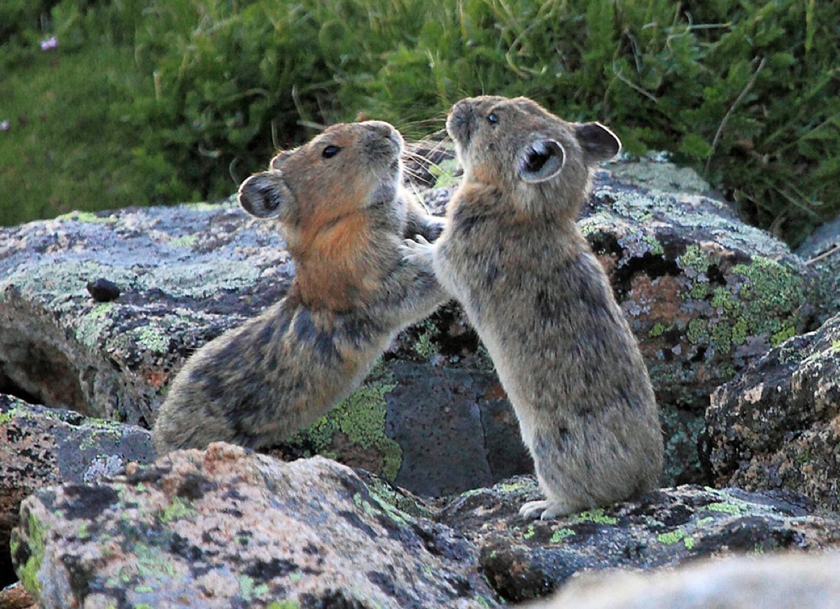 two pikas standing on their hind legs on a rock batting each other with their arms