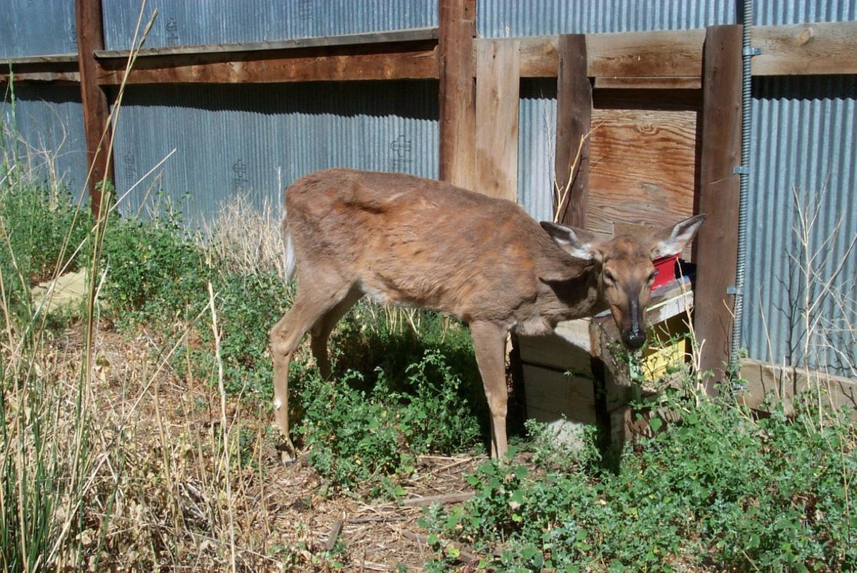 a thin, emaciated deer with chronic wasting disease against a metal wall