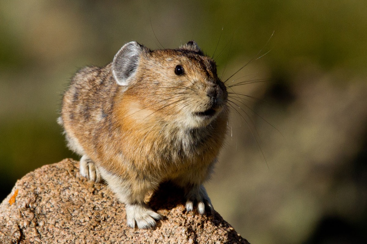 small round pika with giant ears perched alone on a rock