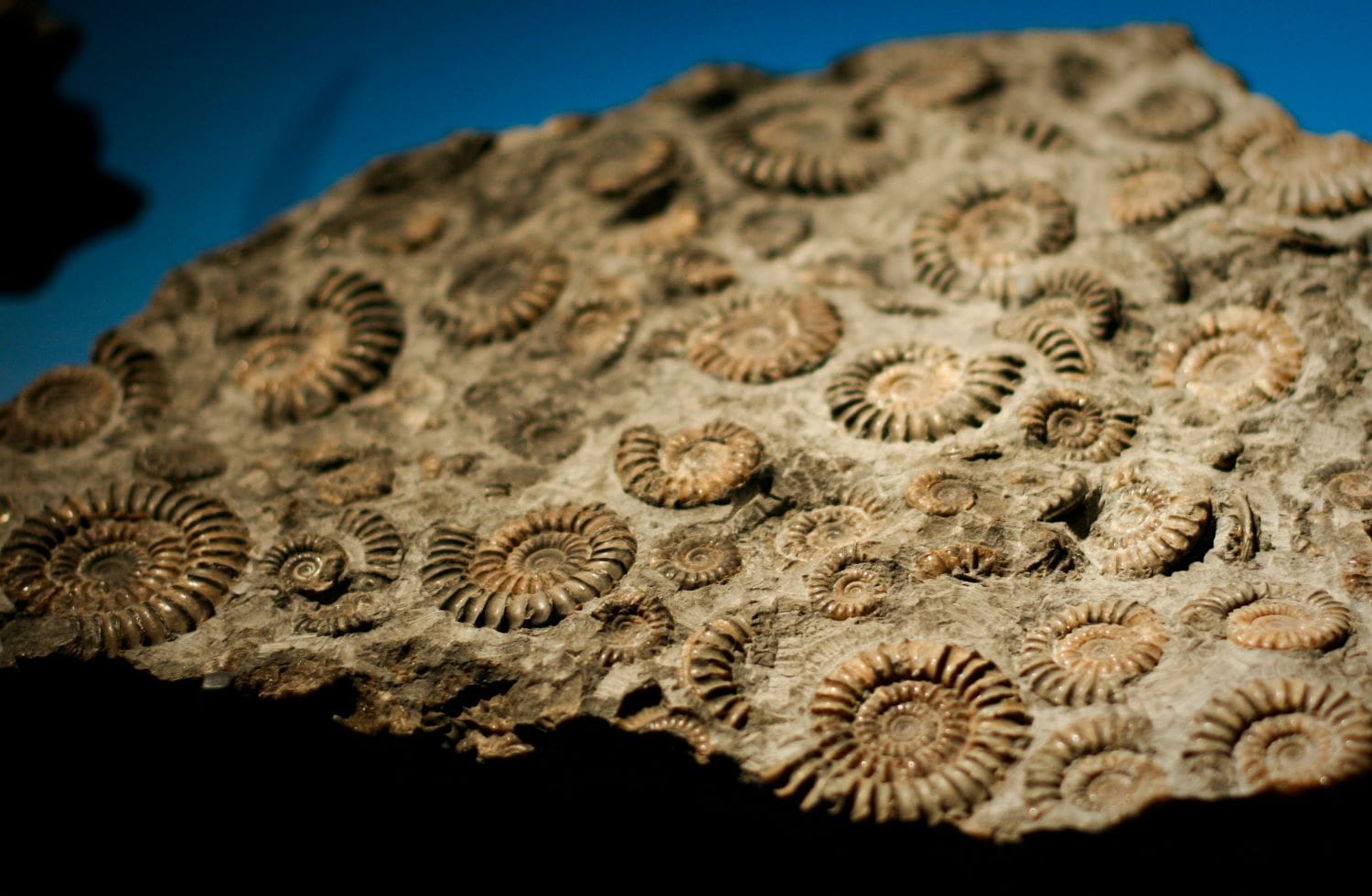 a slab of rock with a bunch of small fossilized ammonite shells, the shape of their shells are circular and coiled like a snail