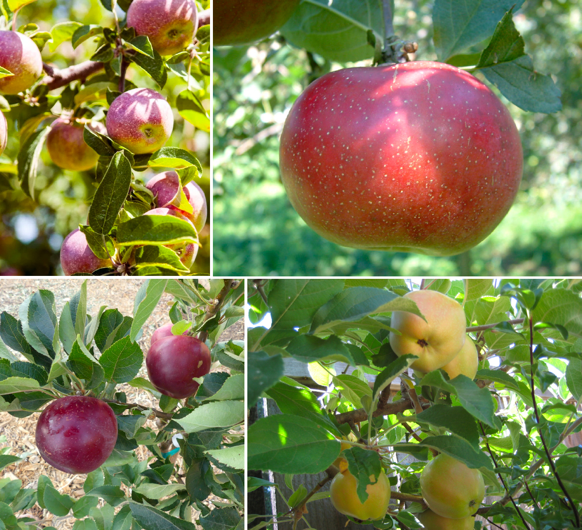 a collage of four different apples. the crab apple is small, the rambo is enormous, the surprise is yellow, and the arkansas black is very dark