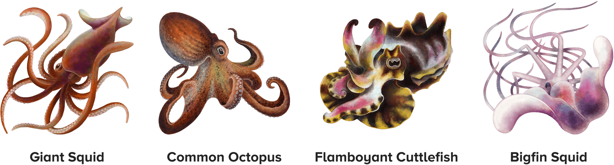 four illustrated cephalopods including the giant squid, common octopus, flamboyant cuttlefish, bigfin squid