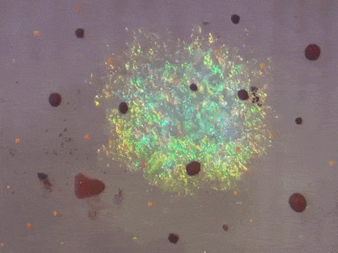 an animated gif of a closeup of squid skin, that shows an iridescent, rainbow spot. over it are smaller brown, red dots that get larger and smaller—pulsing in a flashy way