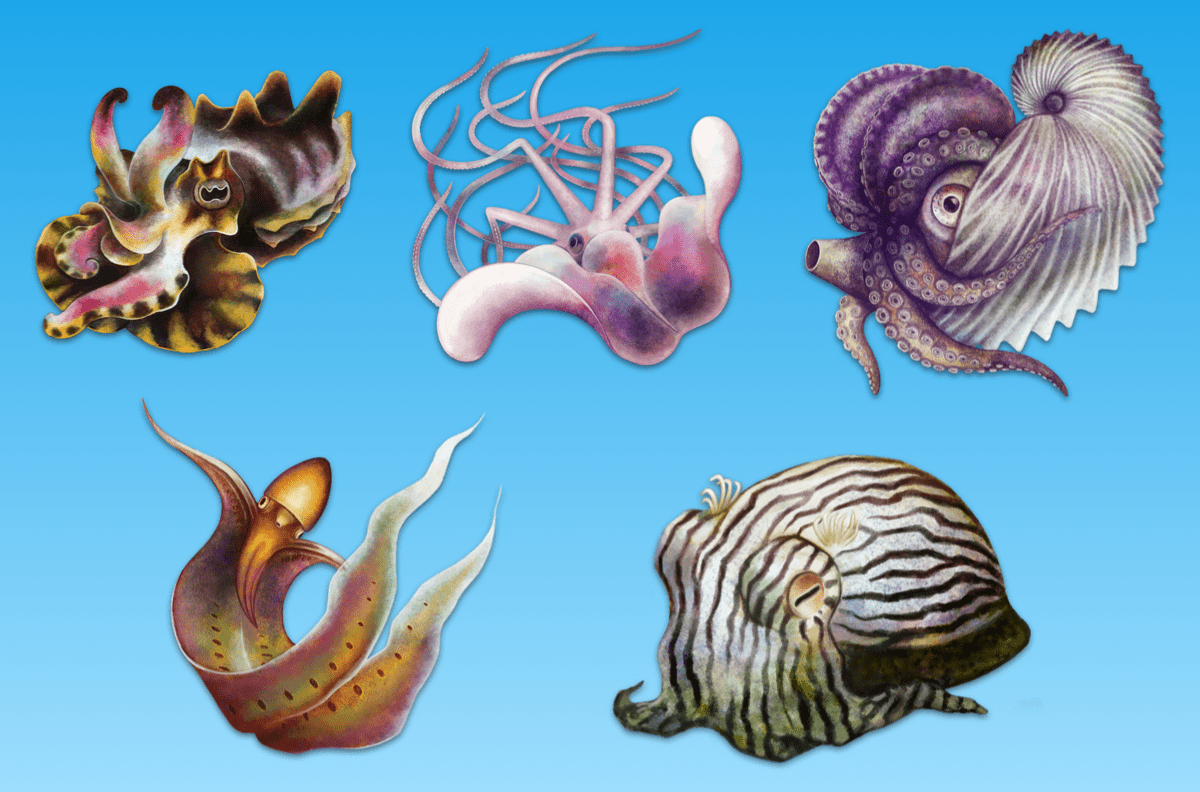 a variety of illustrated cephalopods