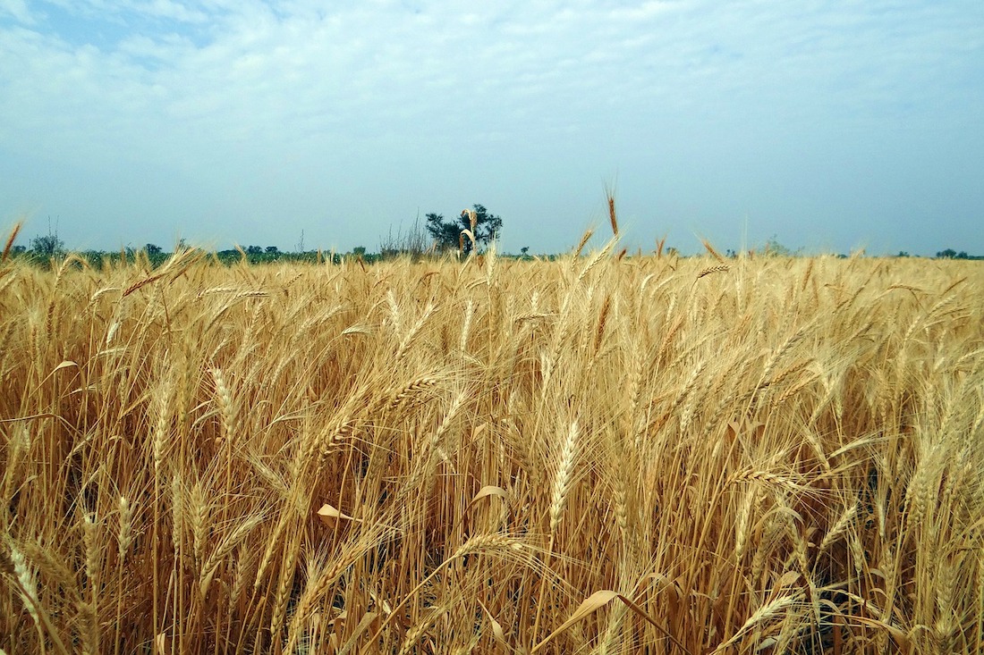 close up view of blooming yellow wheat stalks with a cloudy sky in the background