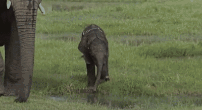 a baby elephant splashes in a pool of water, raising its trunk and flinging up water