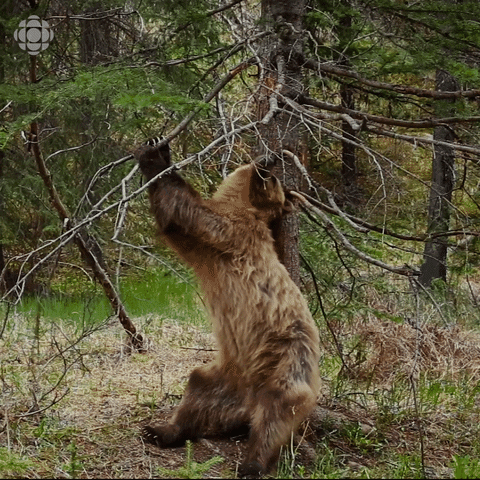 a brown grizzly bear holds on to a branch with two paws while moving its back up and down on a tree to scratch it