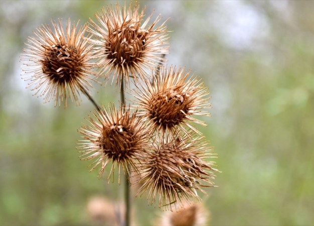 five very prickly spherical seeds