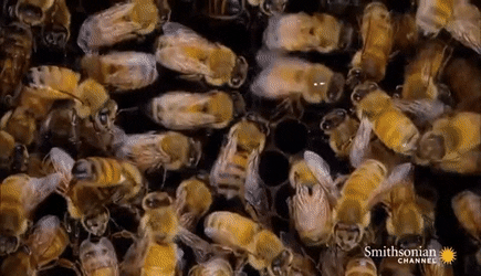 a close up on a colony of honeybees. a dotted line forms as one of the bees performs their dance in a oval, before shaking its body