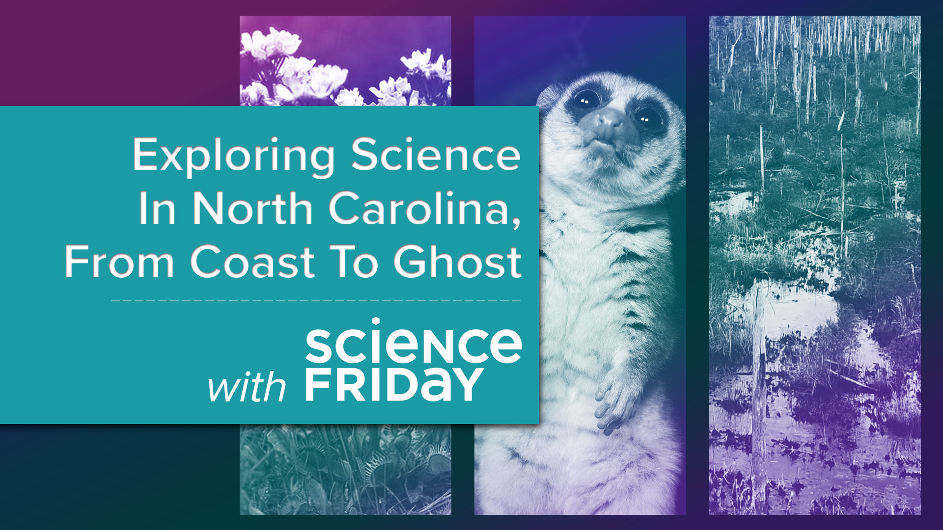 three images of flowers, a lemur, and a swamp with text 'Exploring Science in North Carolina, from coast to ghost'