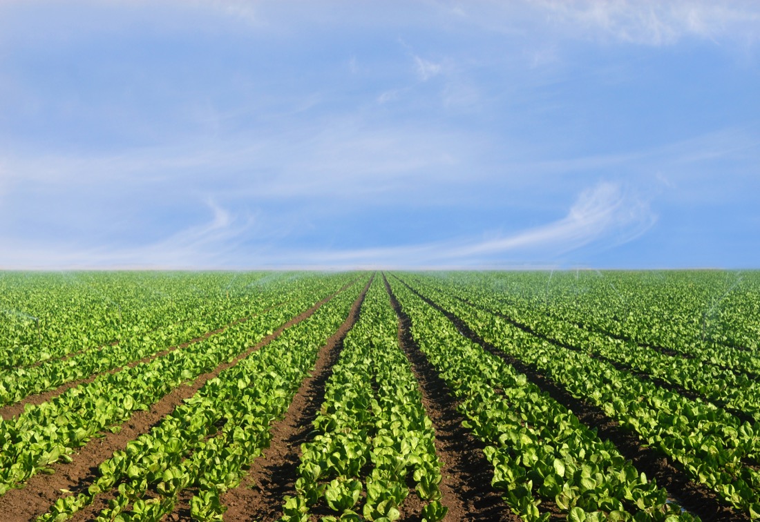rows of green lettuce in a dirt field under a blue sky streaked with clouds