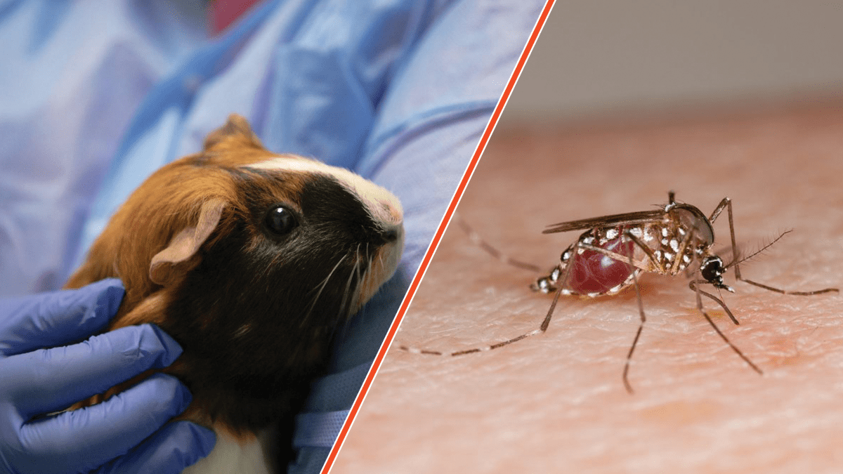 two photos cropped together side by side. on the left is a researcher cradles a guinea pig with brown and white fur. on the right is a mosquito biting human skin, its body filled with blood