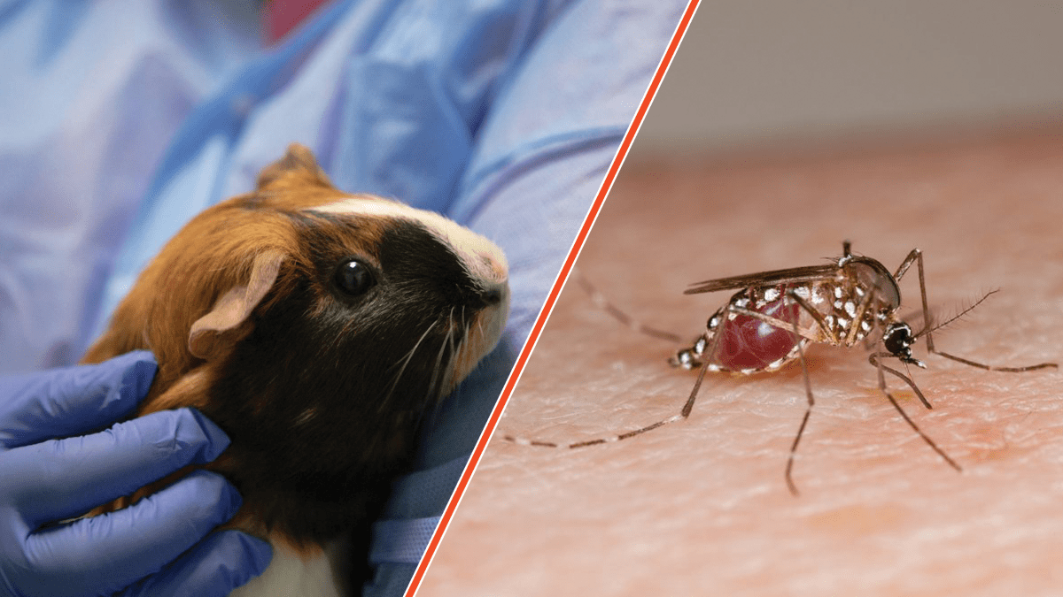 Why Do Mosquitoes Like To Bite Humans?