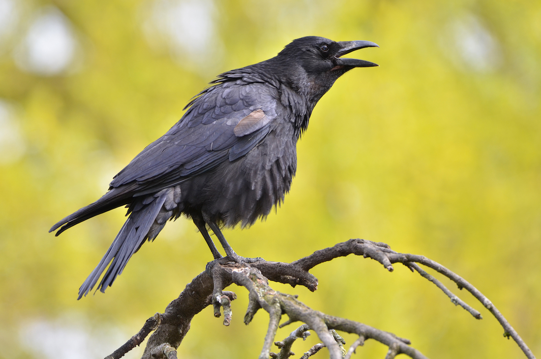 a black large-ish bird with its mouth open and calling while sitting on a branch against a yellowish-green background