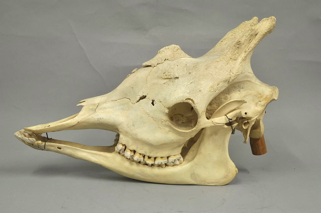 a skull of a giraffe