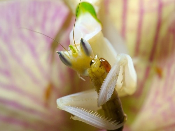 a white preying mantis that is mimicking the appearance of an white, purple orchid