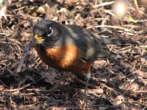 a small bird with brown feathers and an orange breast