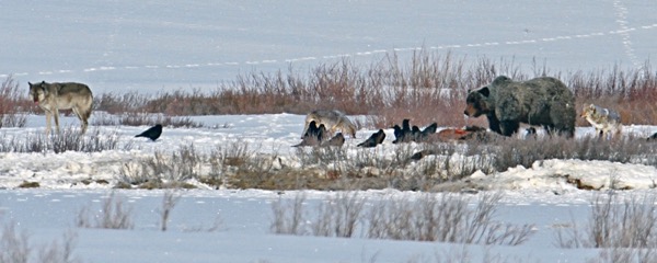 a snowy scene showing a wolf on the left, a bunch of ravens on the ground in the middle, and a grizzly bear on the right. there's dead prey in front of the bear