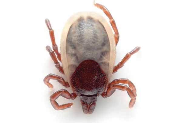 a close up of a tick with a white body