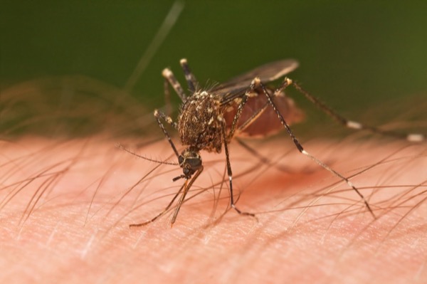 a closeup on a mosquito feeding on a human