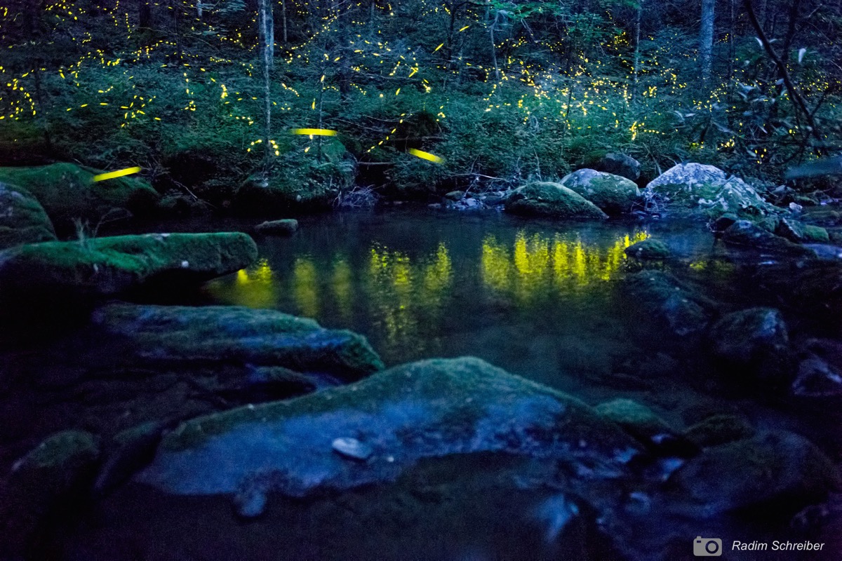 a lake at night with glowing yellow lights from fireflies