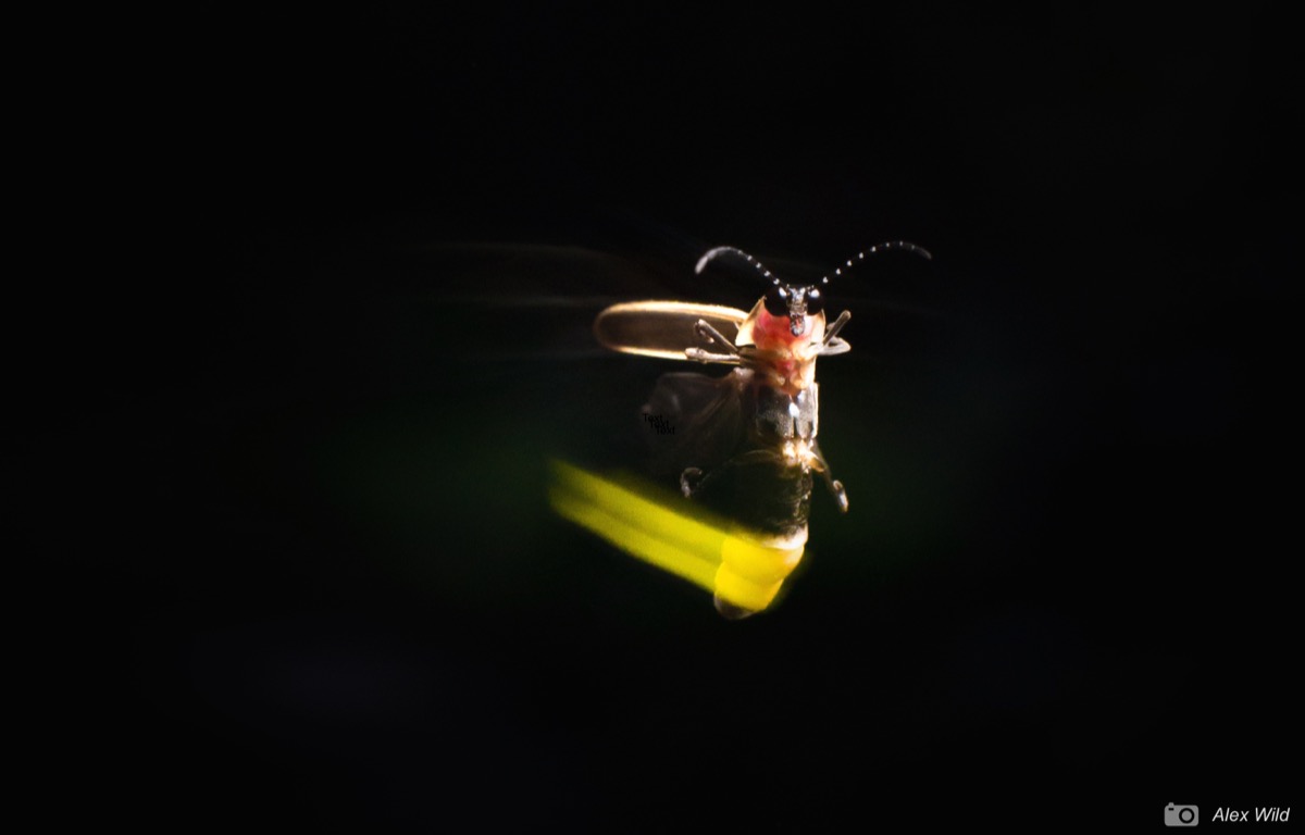 a close up of a firefly with a glowing body -- the light is slightly blurred as the bug is in motion