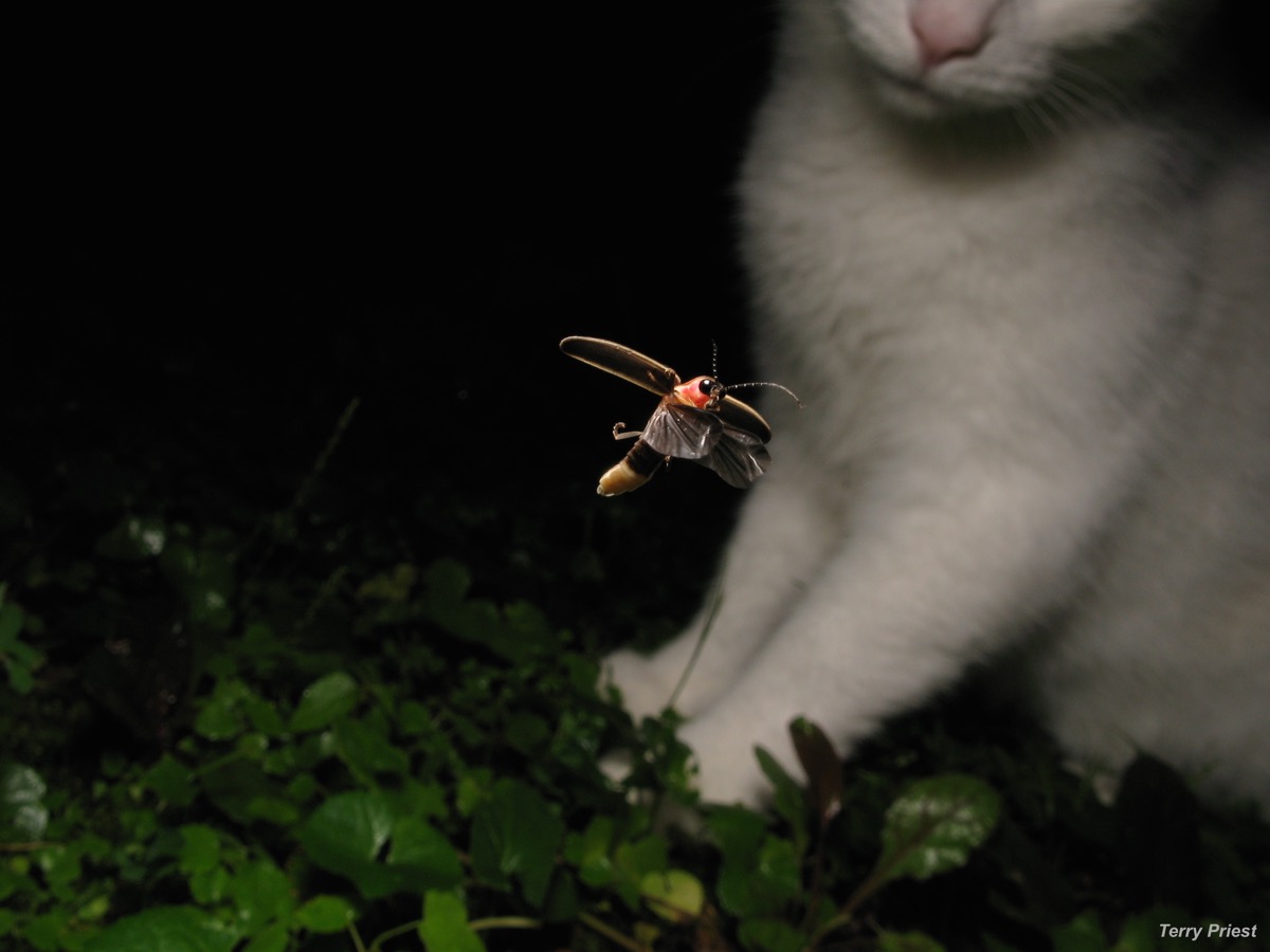 a cat looks curiously at a glowing firefly