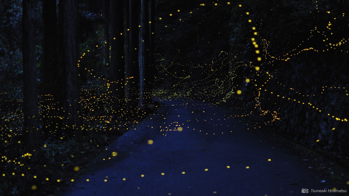 a forest at night with beautiful glowing trails of fireflies