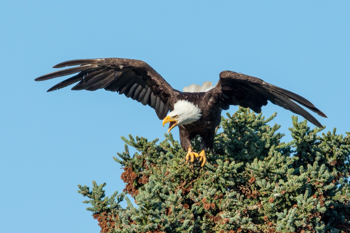 a bald eagle, wings extended, screeching, at the top of a pine tree