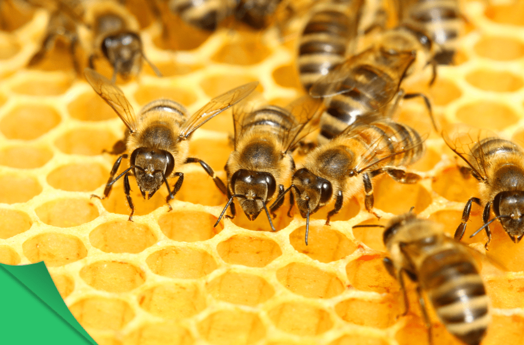 Why Are Honeycomb Cells Hexagonal?