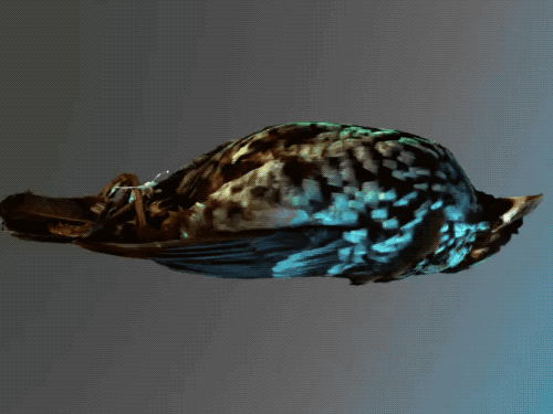 How Do Birds See Color? How Do Birds See Color?