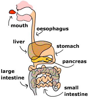an animation of food getting eaten, traveling down the esophagus, and getting compressed into the digestive system