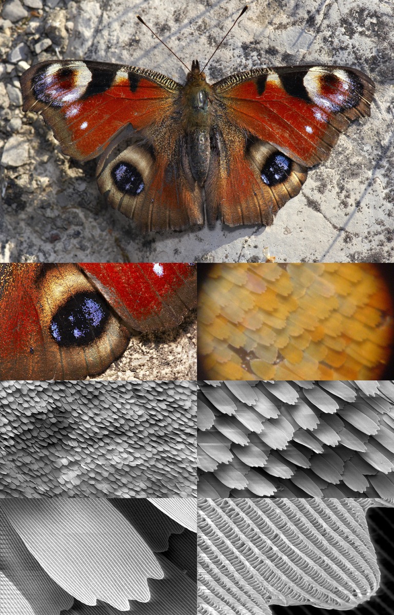 a series of images zooming in on moth wings, showing more detail each time