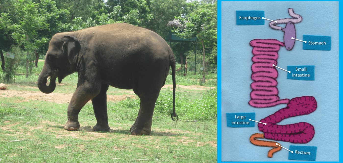 an image of an elephant in a field along with an image of an approximation of the elephant's digestive system made out of felt