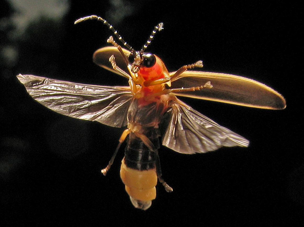 a firefly in mid-flight, with its appendages spread out