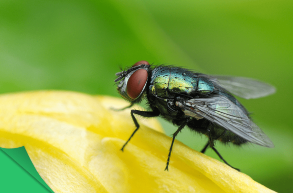 Fruit flies age faster when they see dead flies: scientists